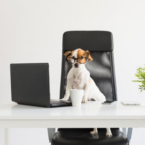 Erfolgsrezept Office Dog: Wie ein Hund den Alltag im Büro versüßt