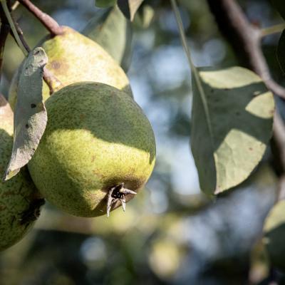  Essen wie Gott  im Mostviertel