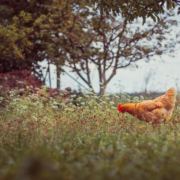  Sprint oder Marathon?  Wie schnell Bio die  Welt ernähren kann