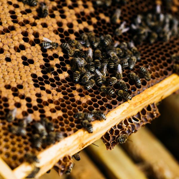  „Unsere Bienen sind keine anonymen Honiglieferanten“